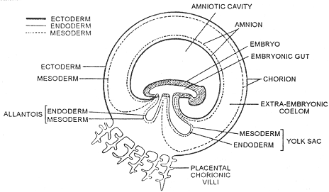 977_embryonic membrane.png